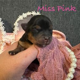Little Miss Pink - Black and tan female Yorkshire Terrier puppy in Fairview, West Virginia from Prims Puppies LLC