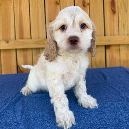 Frost - Red roan female Cockapoo puppy in Holton, Indiana from MoonShine Babies