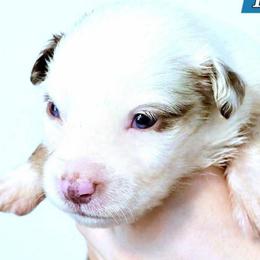 Bronte - Red merle male Miniature Australian Shepherd puppy in Punta Gorda, Florida from Christie's Creekside Aussies