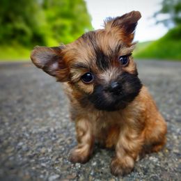 Companion Cross, Havanese, Mal-Shi, Maltese, Maltipoo, Morkie, and Shih Tzu Puppies from Seeking Shalom Acres Maltese, Maltipoos & Havamalts