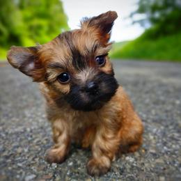 Companion Cross, Havanese, Mal-Shi, Maltese, Maltipoo, Morkie, and Shih Tzu Puppies from Seeking Shalom Acres Maltese, Maltipoos & Havamalts