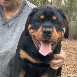 GREEN BOY - AVAILABLE - Black and mahogany male Rottweiler puppy in Newberry, Florida from Darkstarr Rottweilers