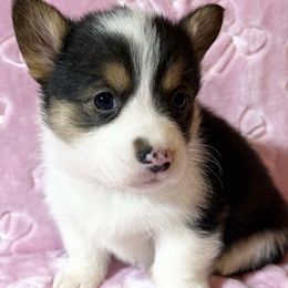 Girl 8 Black Tri - Black and white female American Corgi puppy in Scottown, Ohio from Wyndy Ridge Corgis