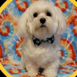 Jasper - Maltese