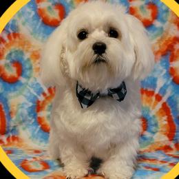 Jasper - Maltese