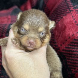 Kelly - Chocolate and tan female Pomeranian puppy in Kilgore, Texas from 5 Star Poms