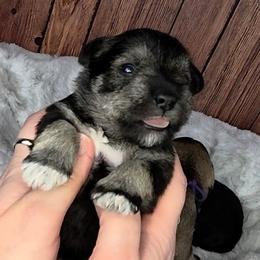 Blanche - Salt and pepper female Miniature Schnauzer puppy in Coarsegold, California from Halo Schnauzer