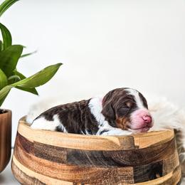 Tumnus - Brown and white male Bernedoodle puppy in Gaylord, Michigan from Dog Mom Co. Doodles