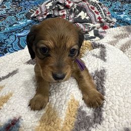 Purple ribbon - Red female Dachshund puppy in Superior, Montana from Never Land Dachshunds of Montana