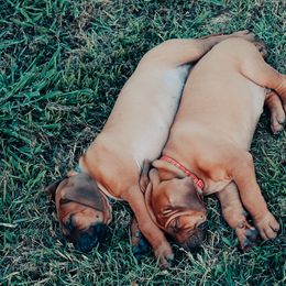 Rhodesian Ridgeback Puppies from Raven’s Ridgeback