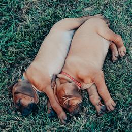 Rhodesian Ridgeback Puppies from Raven’s Ridgeback