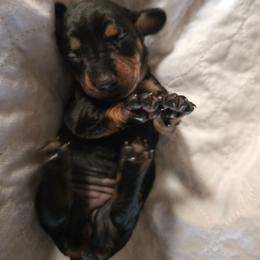 Ebony - Black and tan female Dachshund puppy in Oklahoma City, Oklahoma from Hamm Weenies  AKC (Dachshunds)