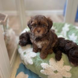 June - Brown female Shihpoo puppy in San Jose, California from Doodle Amore