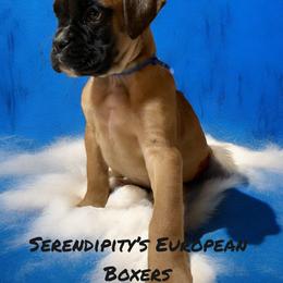Boxer Puppies from Serendipity's European Boxers