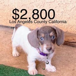 Penelope - Fawn (isabella) and cream female Dachshund puppy in Acton, California from DTR
