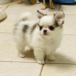 Chihuahua Puppies from Stardom Chihuahuas