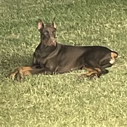 Nova - Doberman Pinscher