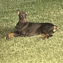 Nova - Doberman Pinscher