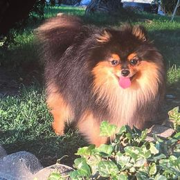 Armani - Pomeranian