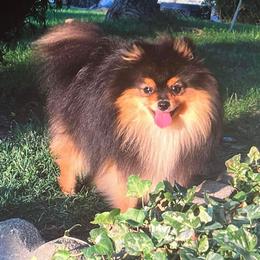 Armani - Pomeranian
