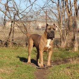Luka - Cane Corso