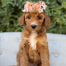 Joplin - Red  female Goldendoodle puppy in Queen Creek, Arizona from Goldendoodle AZ