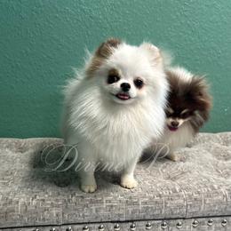 Pomeranian puppies from Divine Poms