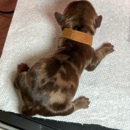 Mocha Dapple - Dapple male Dachshund puppy in Prescott, Arizona from Dachshund Family Love Breeders