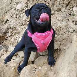 Pugs from Pugs513