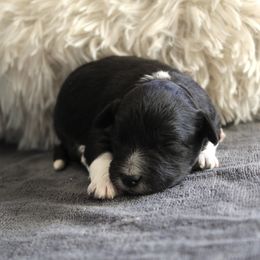 Vivian - Black tri-color female Aussiedoodle puppy in Loretto, Tennessee from K Kountry Farm