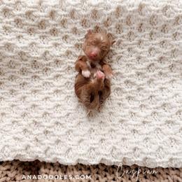 Caspian - Red  male Goldendoodle puppy in Cold Spring, Minnesota from A.N.A. Doodles
