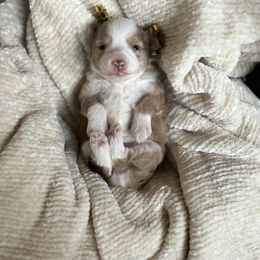 Aussiedoodle, Goldendoodle, and Poodle Puppies from Out West Doodles