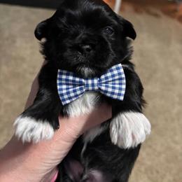 Schroeder - Black and white male Shih Tzu puppy in Springboro, Ohio from Shih Tzus of Springboro LLC.