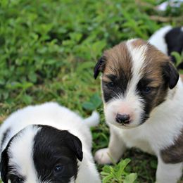 Border Collie Puppies from Zahara Border Collies