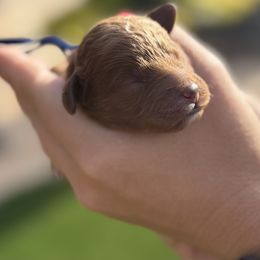 Goldendoodle Puppies from Ashlee Shelley