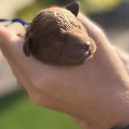 Goldendoodle Puppies from Ashlee Shelley