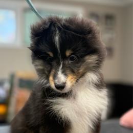 Bernie - Black white and tan female Shetland Sheepdog puppy in Middleburgh, New York from StoneyAcre