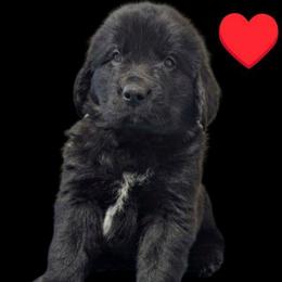 Black Newfoundland Male Red Collar - Black male Newfoundland puppy in Burfordville, Missouri from Umfleet Farms