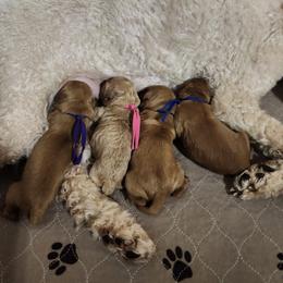 Goldendoodle puppies from Lavender poodles & doodles