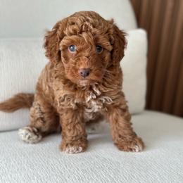 Baby shark - Apricot male Poodle puppy in Atlanta, Georgia from Sprinkle Me Puppy