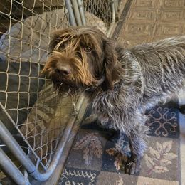 Val - Wirehaired Pointing Griffon