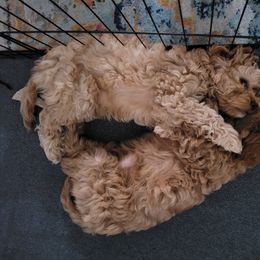 Cavapoo Puppies from Prince Pups