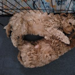 Cavapoo Puppies from Prince Pups