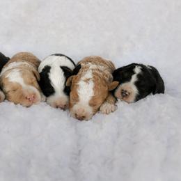Aussiedoodle, Australian Mountain Doodle, Bernedoodle, and Labradoodle Puppies from Doodles & Co