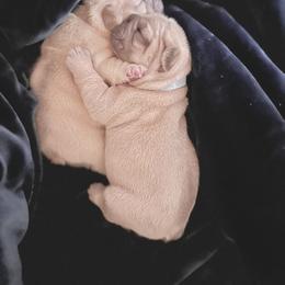 French Bulldog Puppies from River City Frenchies