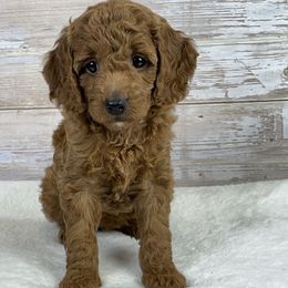 Lola - Red  female Goldendoodle puppy in Millersburg, Ohio from Ohio Puppy Paws