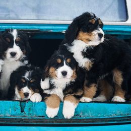 Bernedoodle Puppies from Fife and Wife Ranch LLC