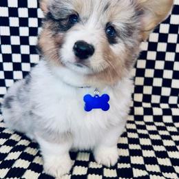 American Corgi and Pembroke Welsh Corgi Puppies from Witch Creek Corgis