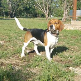 Bandit - Beagle