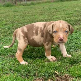 Female 7 - Red merle female Catahoula Leopard Dog puppy in Gadsden, Alabama from Rich Cat’s